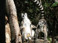 lemurs2